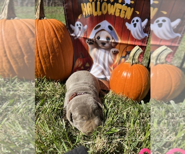 Medium Photo #10 Labrador Retriever Puppy For Sale in NEOLA, WV, USA