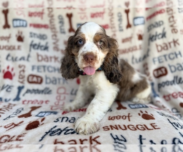 Medium Photo #1 Cocker Spaniel Puppy For Sale in LAKELAND, FL, USA