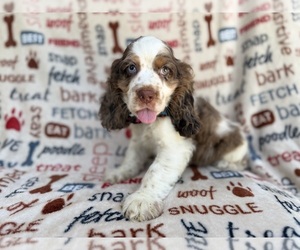 Cocker Spaniel Puppy for sale in LAKELAND, FL, USA