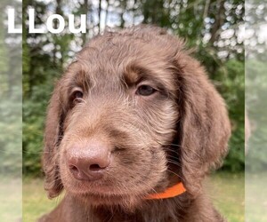Labradoodle Puppy for sale in CLINTON, TN, USA