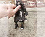 Small Photo #5 Plott Hound Puppy For Sale in MIDVALE, UT, USA