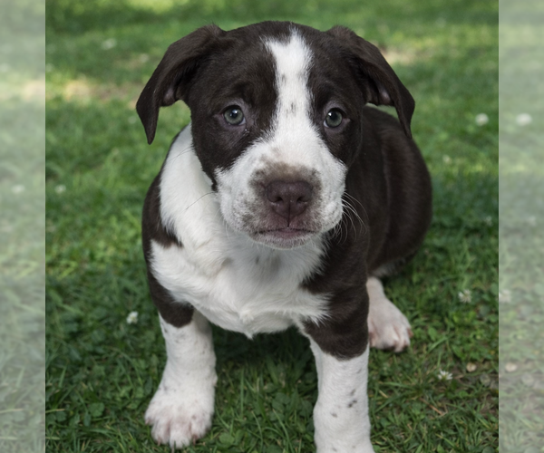 Medium Photo #1 American Staffordshire Terrier-Catahoula Leopard Dog Mix Puppy For Sale in Holly Springs, NC, USA