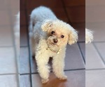 Small #12 Bichon Frise Mix
