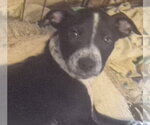Small #1 Labrador Retriever Mix