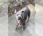 Small #2 Mutt
