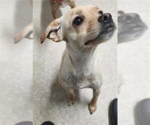 Chihuahua-Unknown Mix Dogs for adoption in Bakersfield, CA, USA