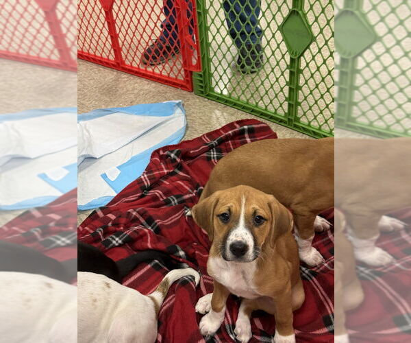 Medium Photo #10 Mutt Puppy For Sale in Wenonah, NJ, USA