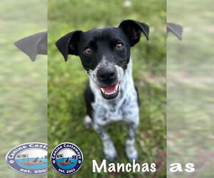 Manchas - Male Rat Terrier-Unknown Mix Dog for Adoption - Photo #7