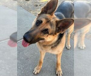 Josie C. - Female German Shepherd Dog Dog for Adoption - Photo #10