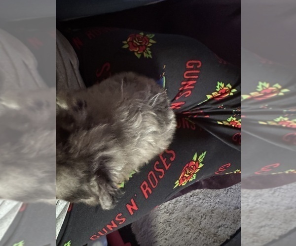 Medium Photo #7 Pomeranian Puppy For Sale in MOUNTAIN VIEW, MO, USA