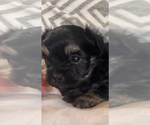 Small #4 Morkie