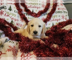 Golden Retriever Puppy for sale in DECKER PR, TX, USA