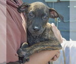 Small #2 American Staffordshire Terrier-Boxer Mix