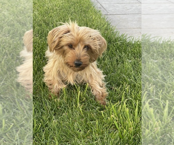 Medium Photo #1 Yorkshire Terrier Puppy For Sale in MINDEN, NV, USA