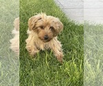 Small Photo #1 Yorkshire Terrier Puppy For Sale in MINDEN, NV, USA