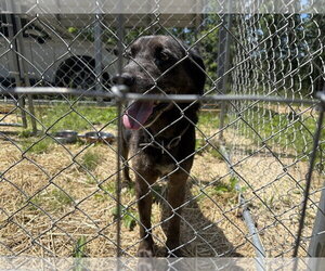 Rocco (10yo, 38lbs) - Male Mutt Dog for Adoption - Photo #5
