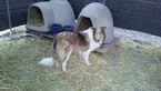 Small Photo #1 Collie Puppy For Sale in DELTA, CO, USA
