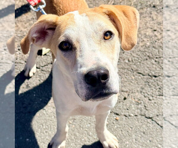 Medium Photo #3 Labrador Retriever-Unknown Mix Puppy For Sale in Canton, CT, USA
