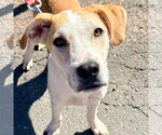 Small Photo #3 Labrador Retriever-Unknown Mix Puppy For Sale in Canton, CT, USA