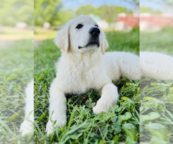 Medium Photo #8 Maremma Sheepdog Puppy For Sale in CONNEAUT, OH, USA