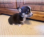 Puppy Crispy Creme Pembroke Welsh Corgi