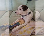 Small #6 American Pit Bull Terrier Mix