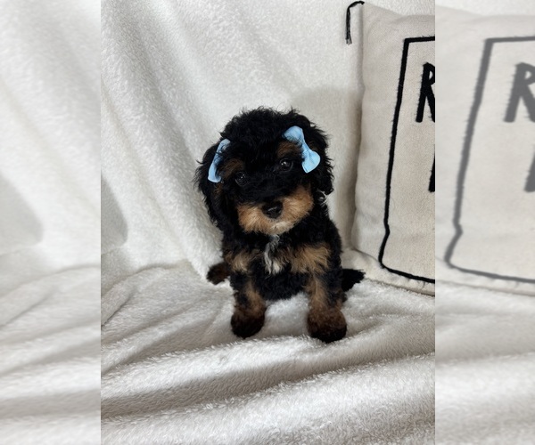 Medium Photo #1 Bernedoodle Puppy For Sale in GREENFIELD, IN, USA