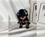 Small Bernedoodle