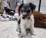 Puppy Glimmer Wire Fox Terrier