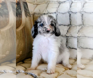 Aussiedoodle Miniature Puppy for sale in BROCKTON, MA, USA
