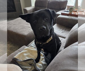 Hat Trick - Male Labrador Retriever-Unknown Mix Dog for Adoption - Photo #6
