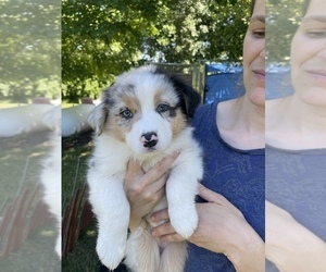 Australian Shepherd Puppy for Sale in CONGERVILLE, Illinois USA
