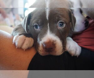 American Pit Bull Terrier-American Staffordshire Terrier Mix Dogs for adoption in Chester, VA, USA
