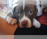 Small American Pit Bull Terrier-American Staffordshire Terrier Mix