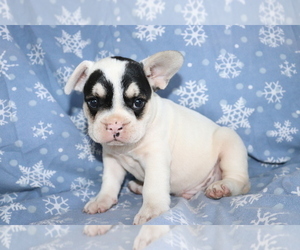 Frengle Puppy for sale in SHILOH, OH, USA