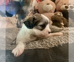 Small Photo #13 Zuchon Puppy For Sale in RENO, NV, USA