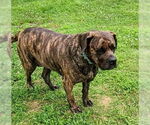 Small Brazilian Mastiff