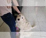 Puppy Green Goldendoodle