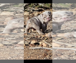 English Bulldog Dog for Adoption in HESPERIA, California USA