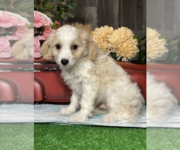 Medium Photo #3 Bichpoo-Cavalier King Charles Spaniel Mix Puppy For Sale in CANOGA, NY, USA
