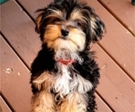 Small Photo #5 Morkie Puppy For Sale in YPSILANTI, MI, USA