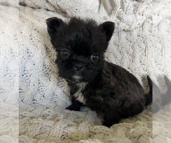 Medium Photo #2 French Bulldog Puppy For Sale in DENTON, MD, USA
