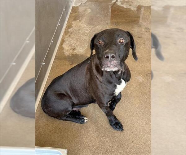 Medium Photo #3 Labrador Retriever-Unknown Mix Puppy For Sale in San Bernardino, CA, USA