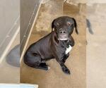 Small #2 Labrador Retriever Mix
