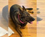 Small #1 German Shepherd Dog