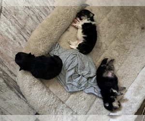 Pomeranian Puppy for sale in PANORAMA CITY, CA, USA