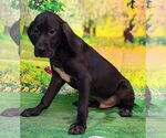 Small #2 Labrador Retriever Mix