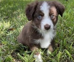 Small Photo #2 Miniature Australian Shepherd Puppy For Sale in APOPKA, FL, USA