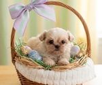 Small Shih Tzu