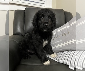 Bernedoodle Puppy for sale in LYERLY, GA, USA